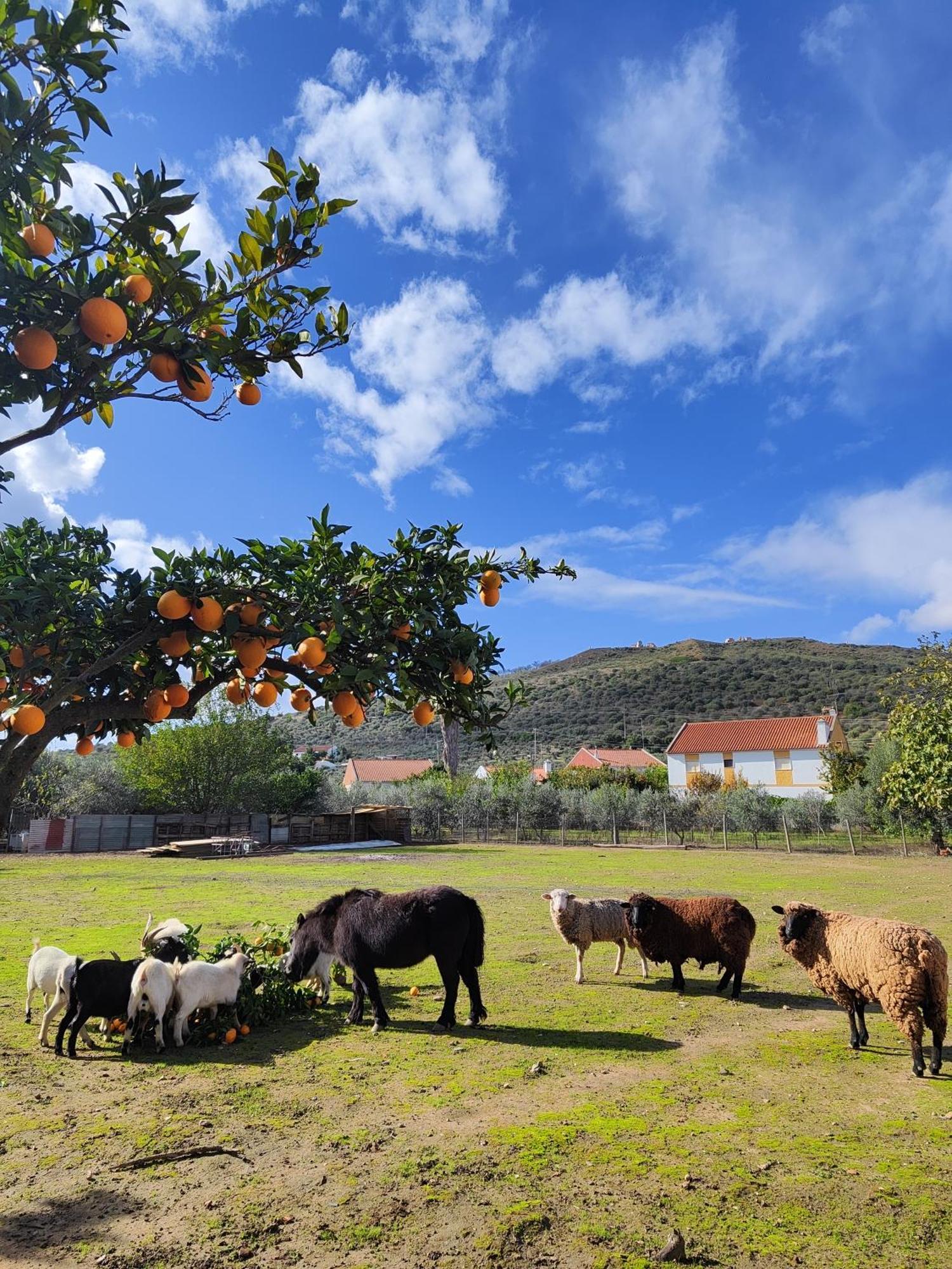 Quinta Da Ponte Das Hortas 2 เอลวัช ภายนอก รูปภาพ